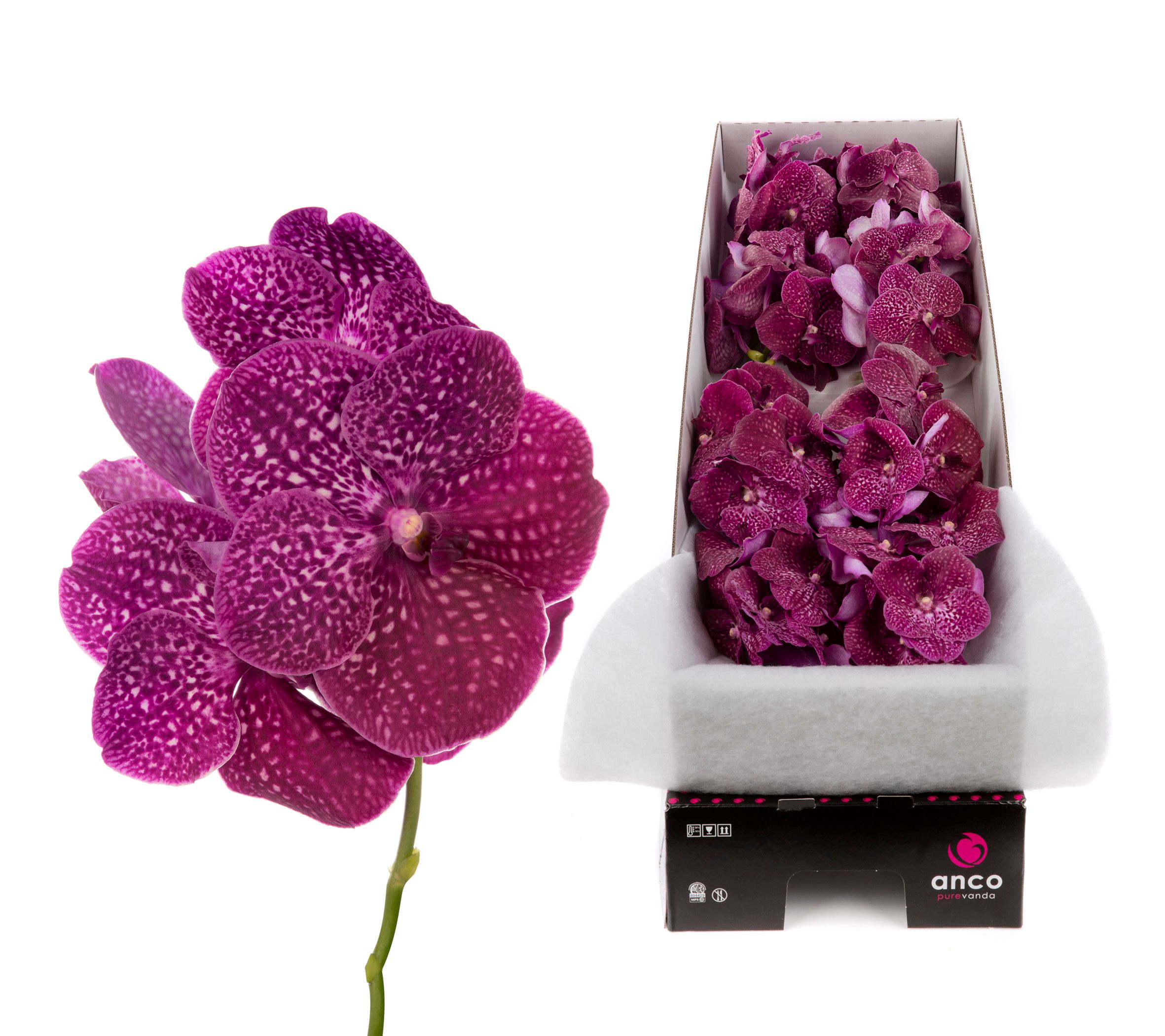 Vanda Ni Crimso Love