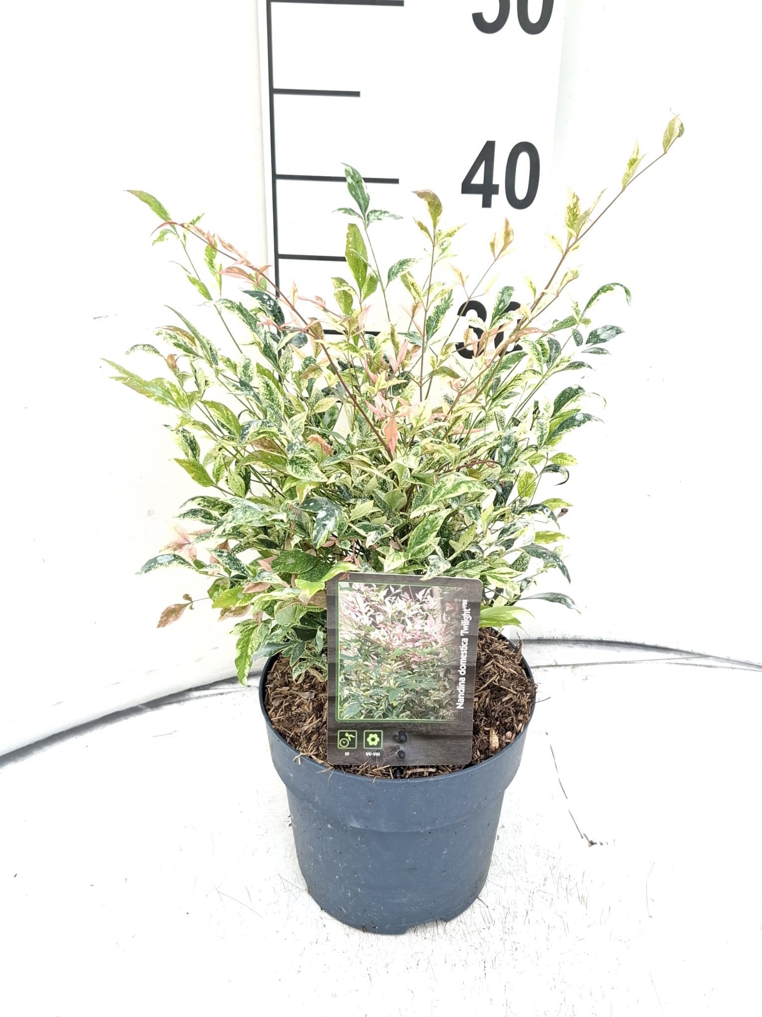 Nandina domestica 'Twilight'