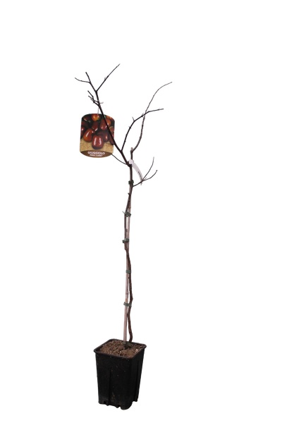 Ziziphus jujuba
