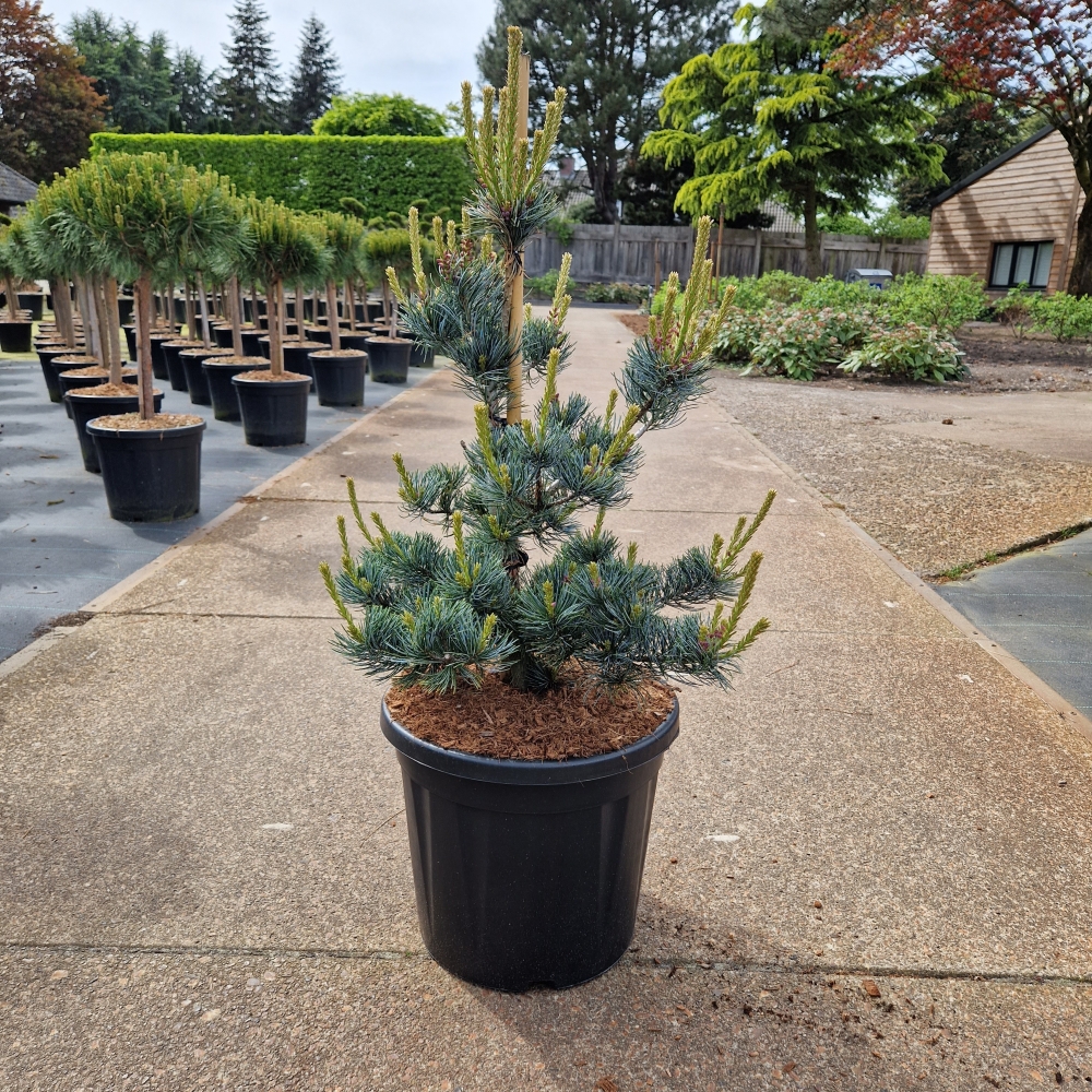 Picture of Pinus parviflora Aui C20 70/80