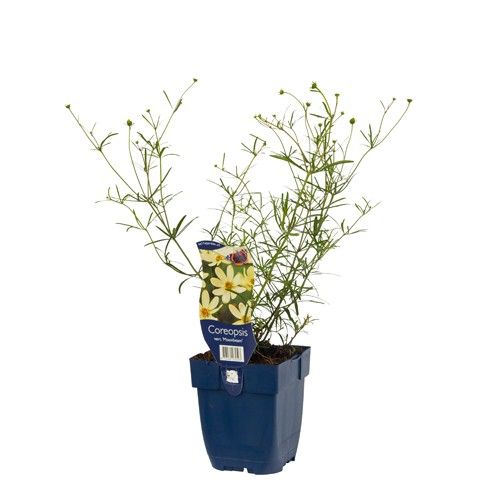 Coreopsis verticillata 'Moonbeam'