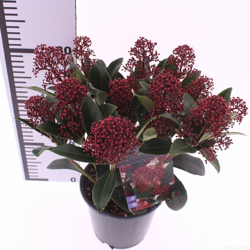 Picture of Skimmia jap. 'Rubella'