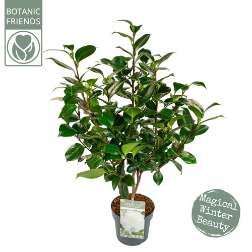 Camellia jap. 'Nuccio's Gem' p19 Son