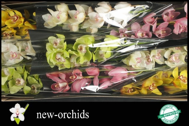 Cymbidium Asst 9bl