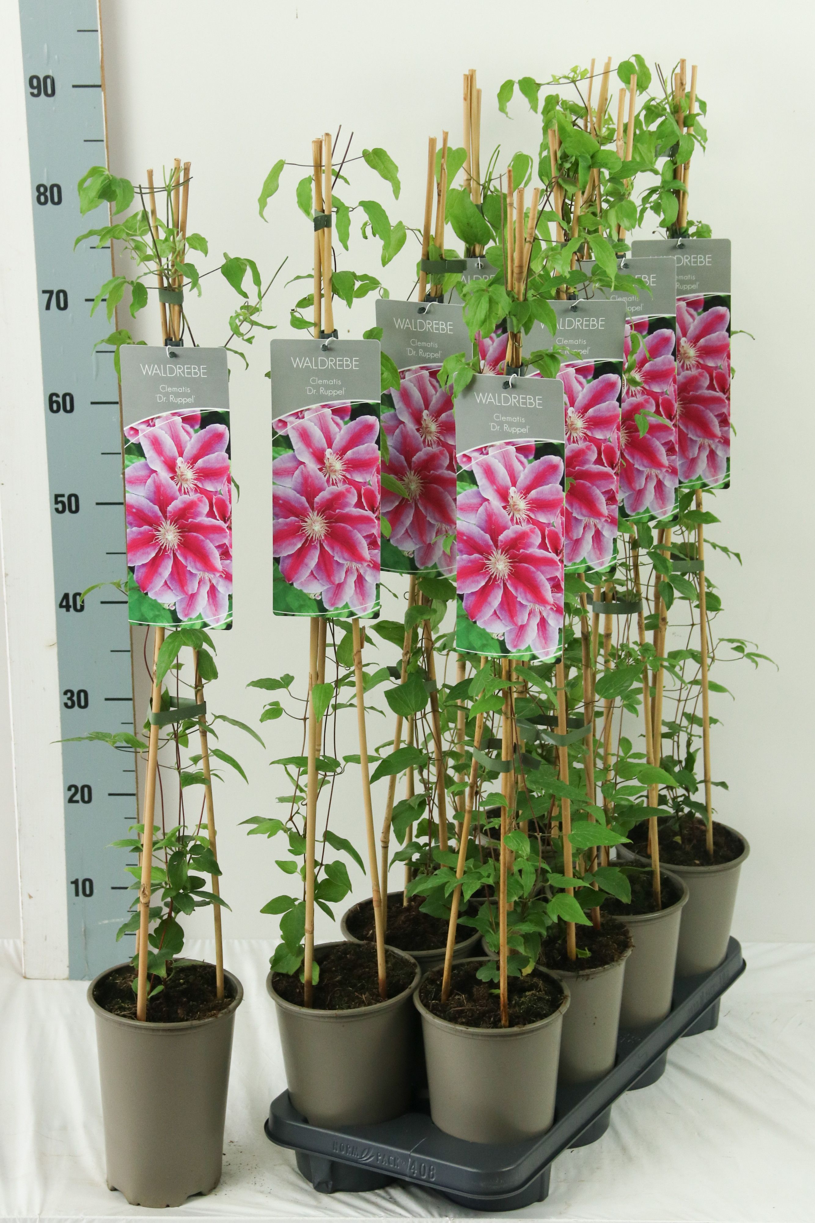 Clematis 'Dr Ruppel'