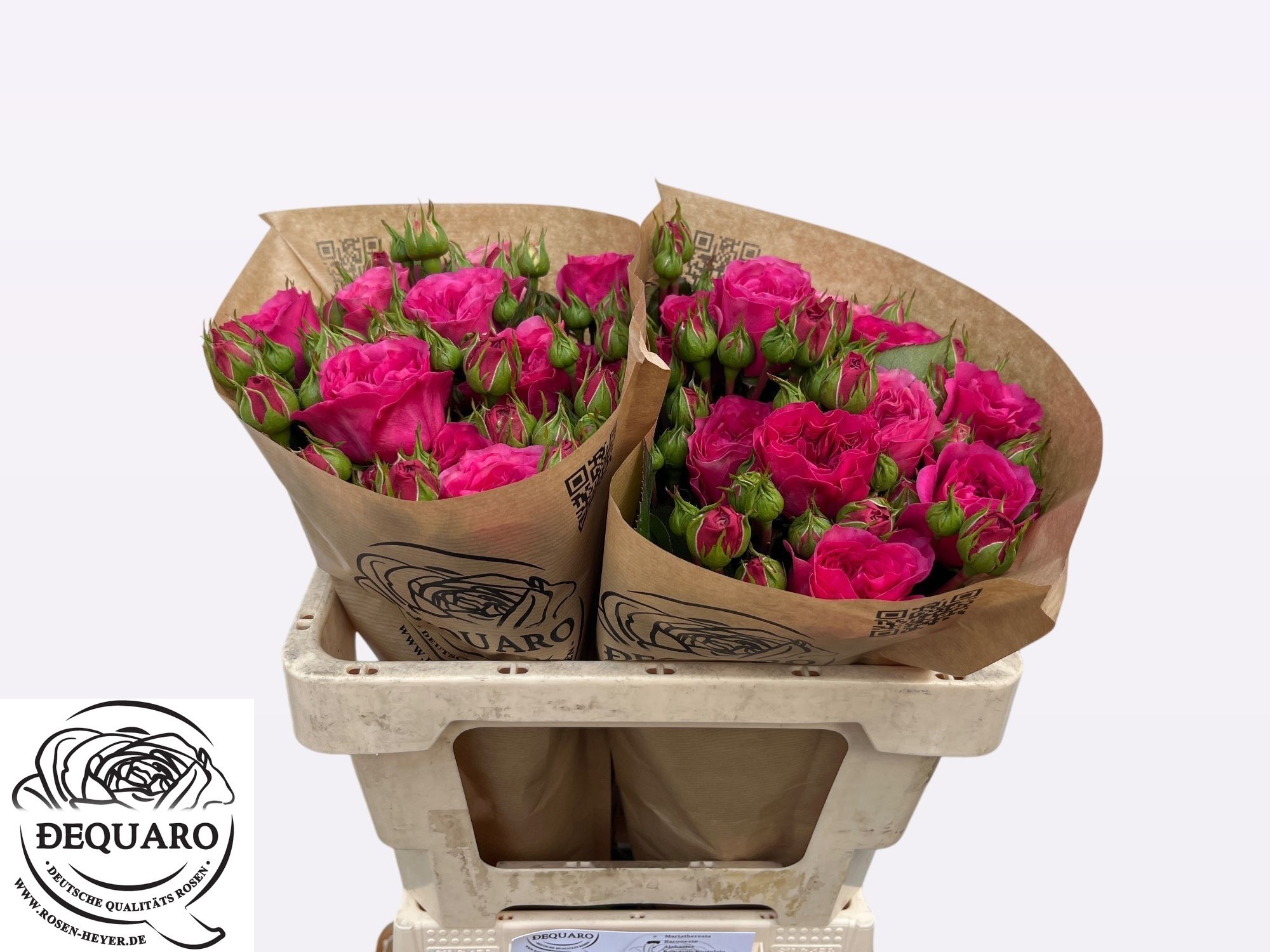 Rosa Spr Barone Freiland 50cm