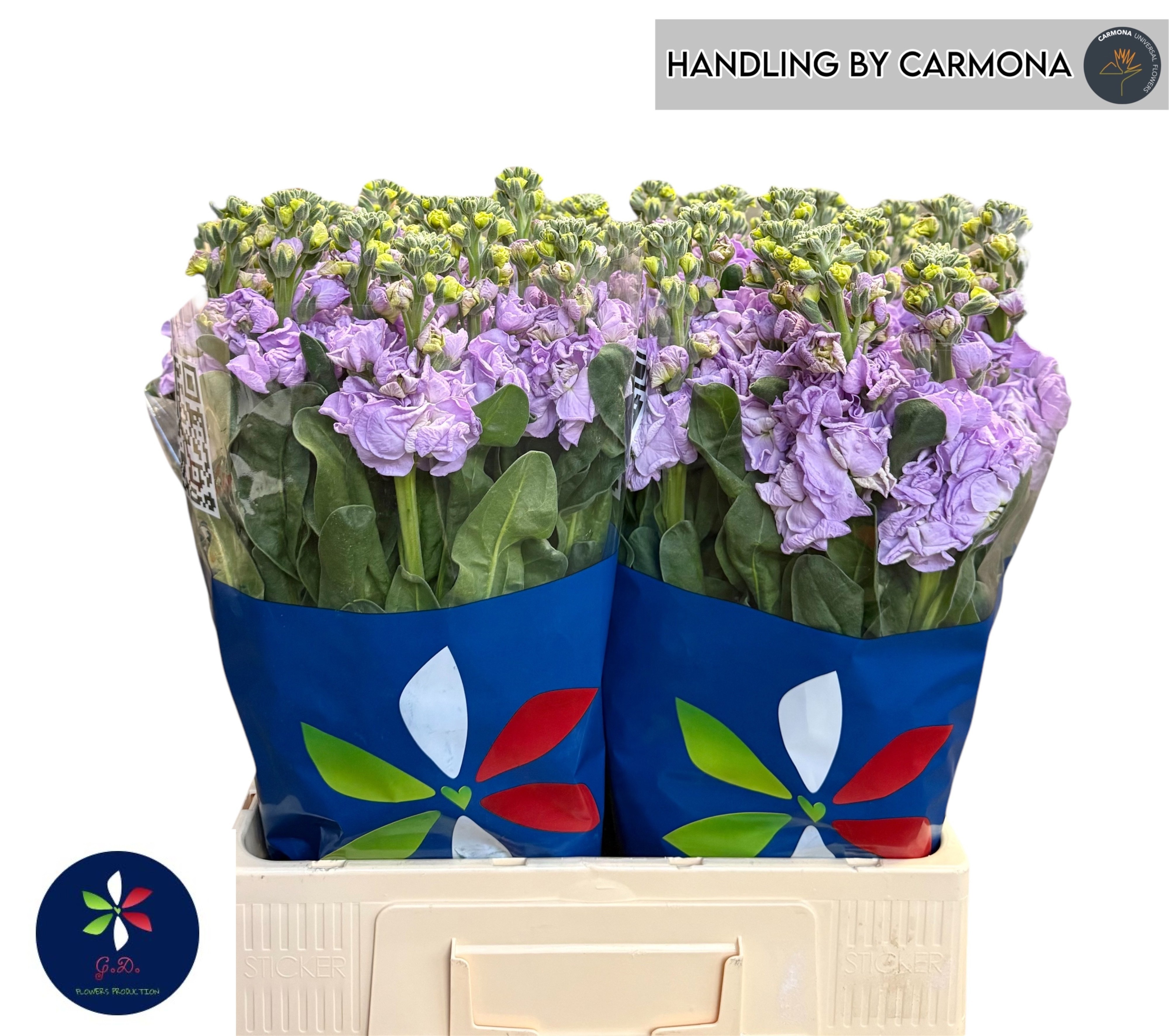 Matthiola Iron Marine 60cm
