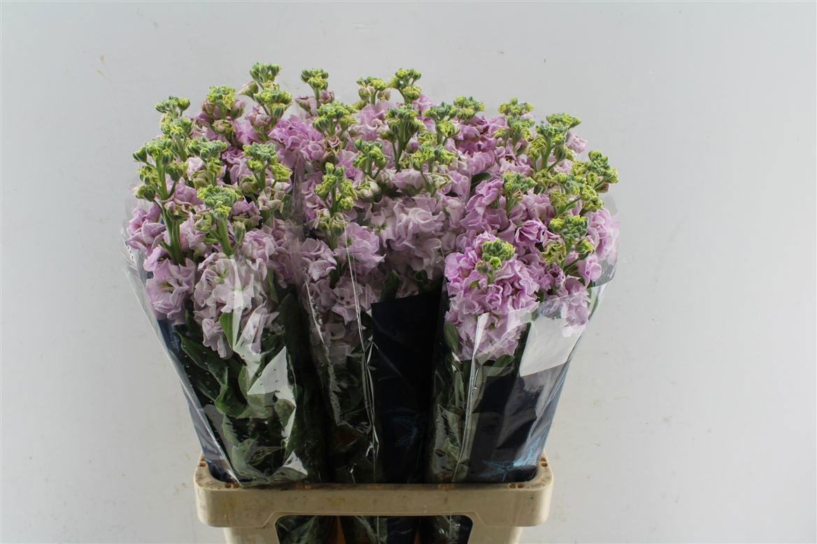 Matthiola Iron Cherry Blossom 70cm