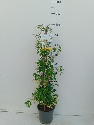 Trachelospermum jasminoides Star Of Toscane