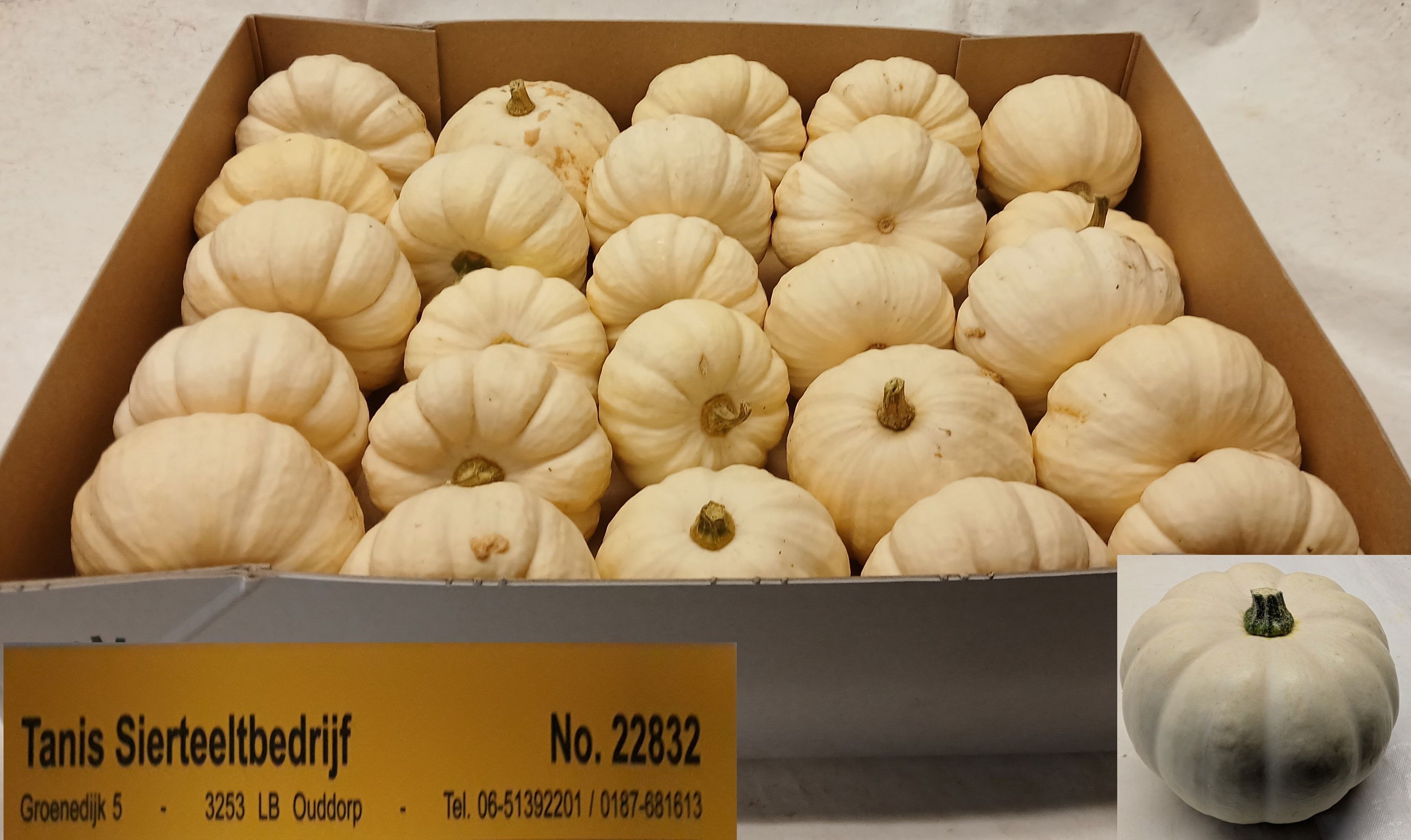 Cucurbita Baby Boo