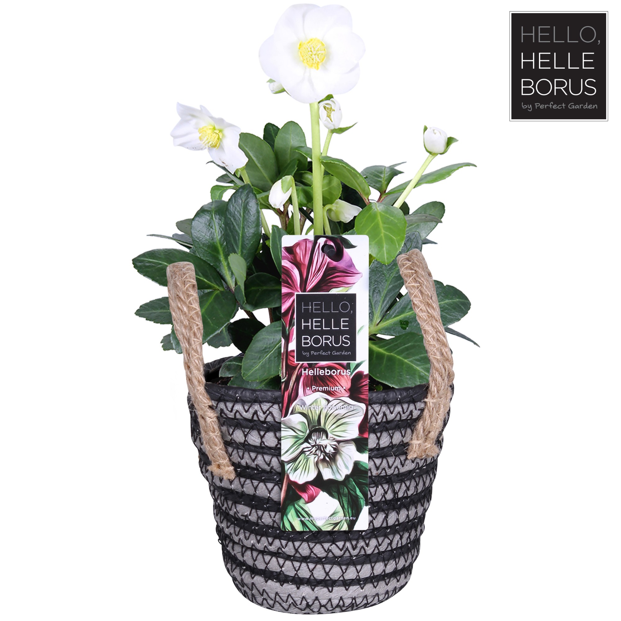 Picture of Helleborus niger Christmas Carol (in Handle basket) P12