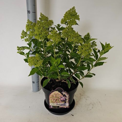 Hydrangea pan.Pixio p29 Vlasv