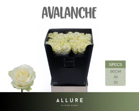 R Gr Avalanche+