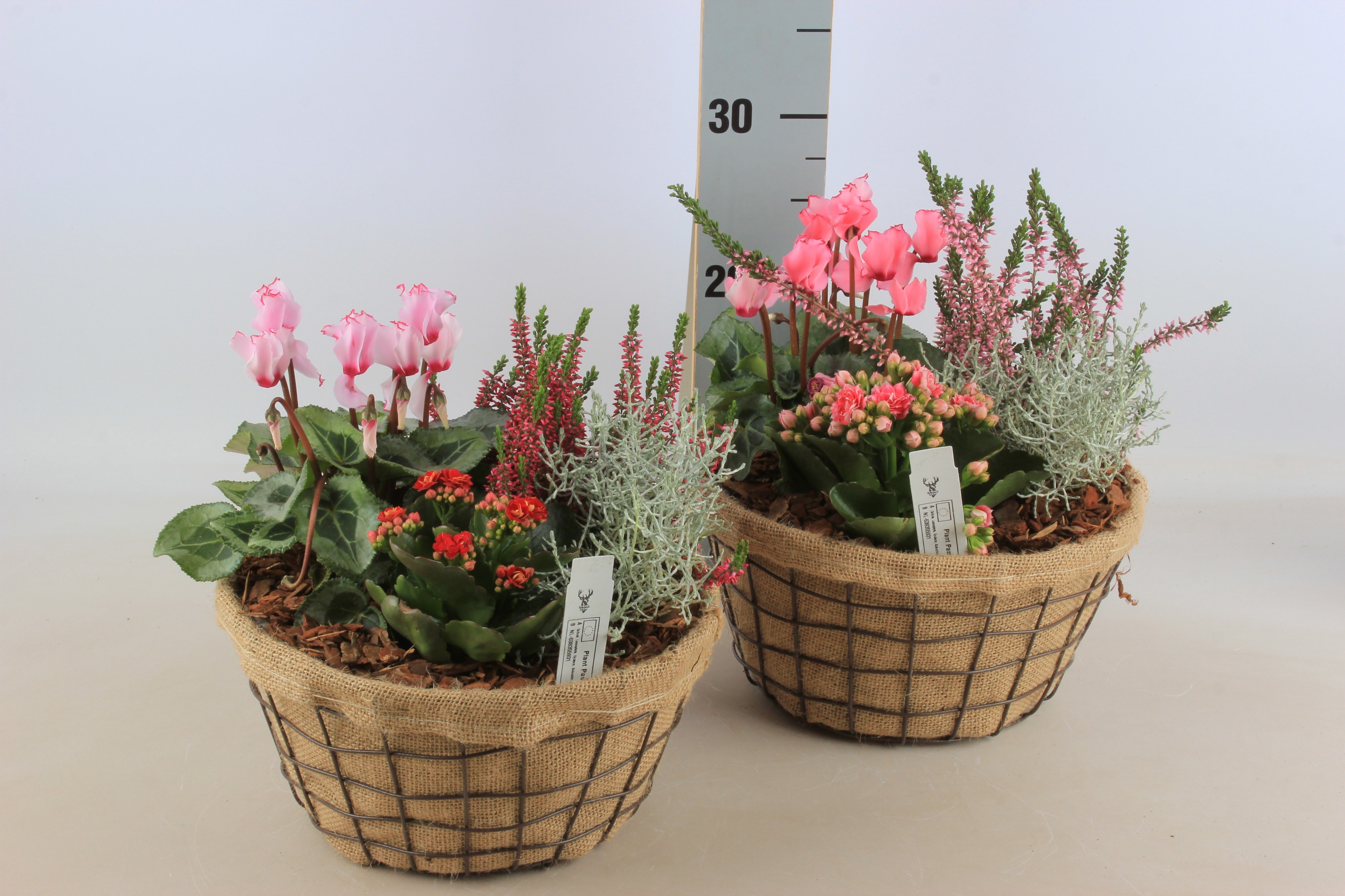 Arr Tuinplanten 25P 30cm 12bloei