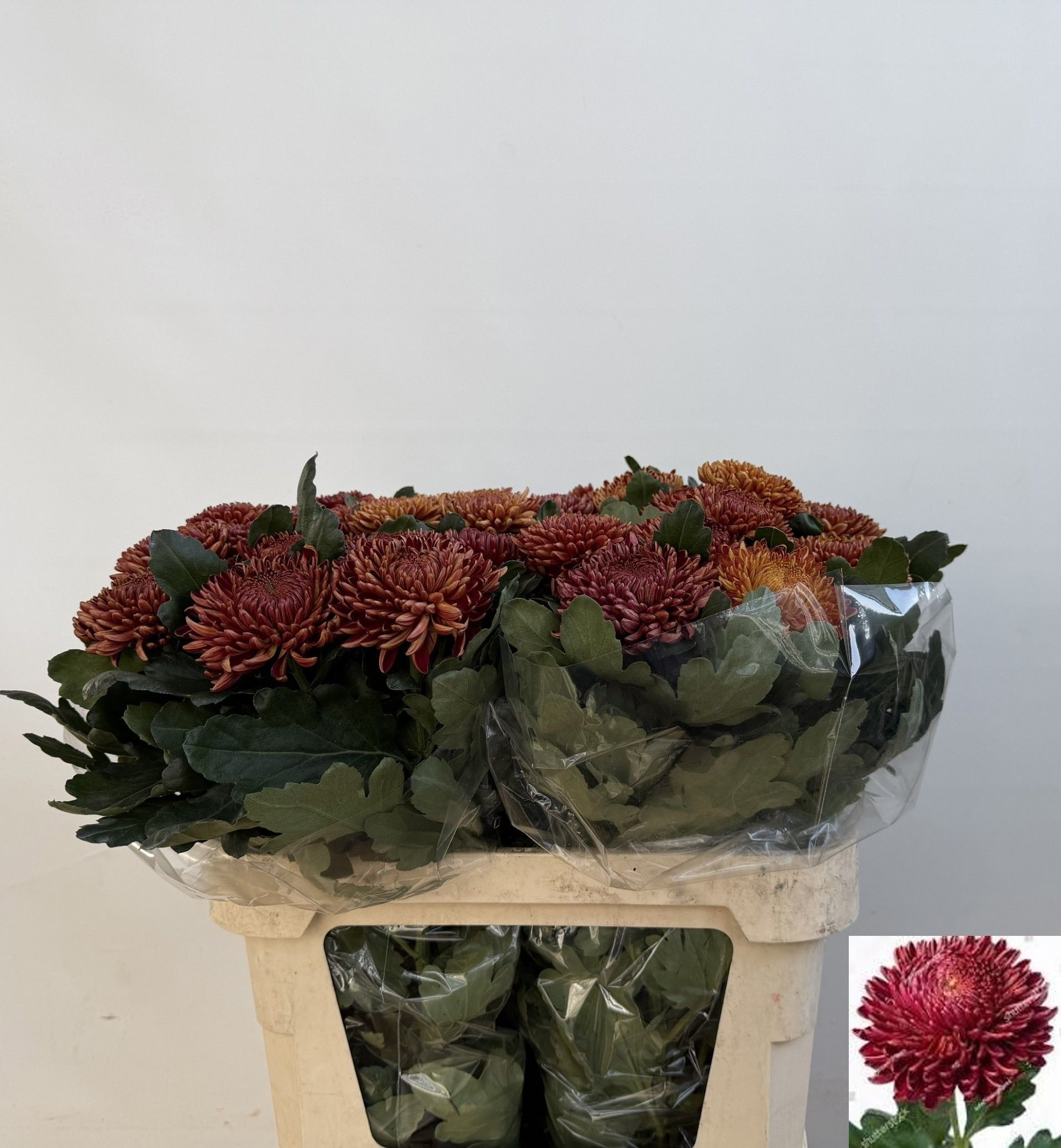 Chr G Bigoudi Bronze 80cm 110gram