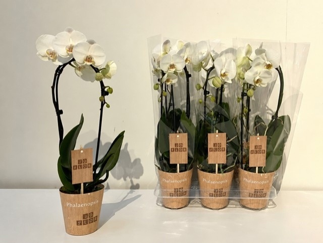 Phalaenopsis White 2 Stem 12Ø 50cm