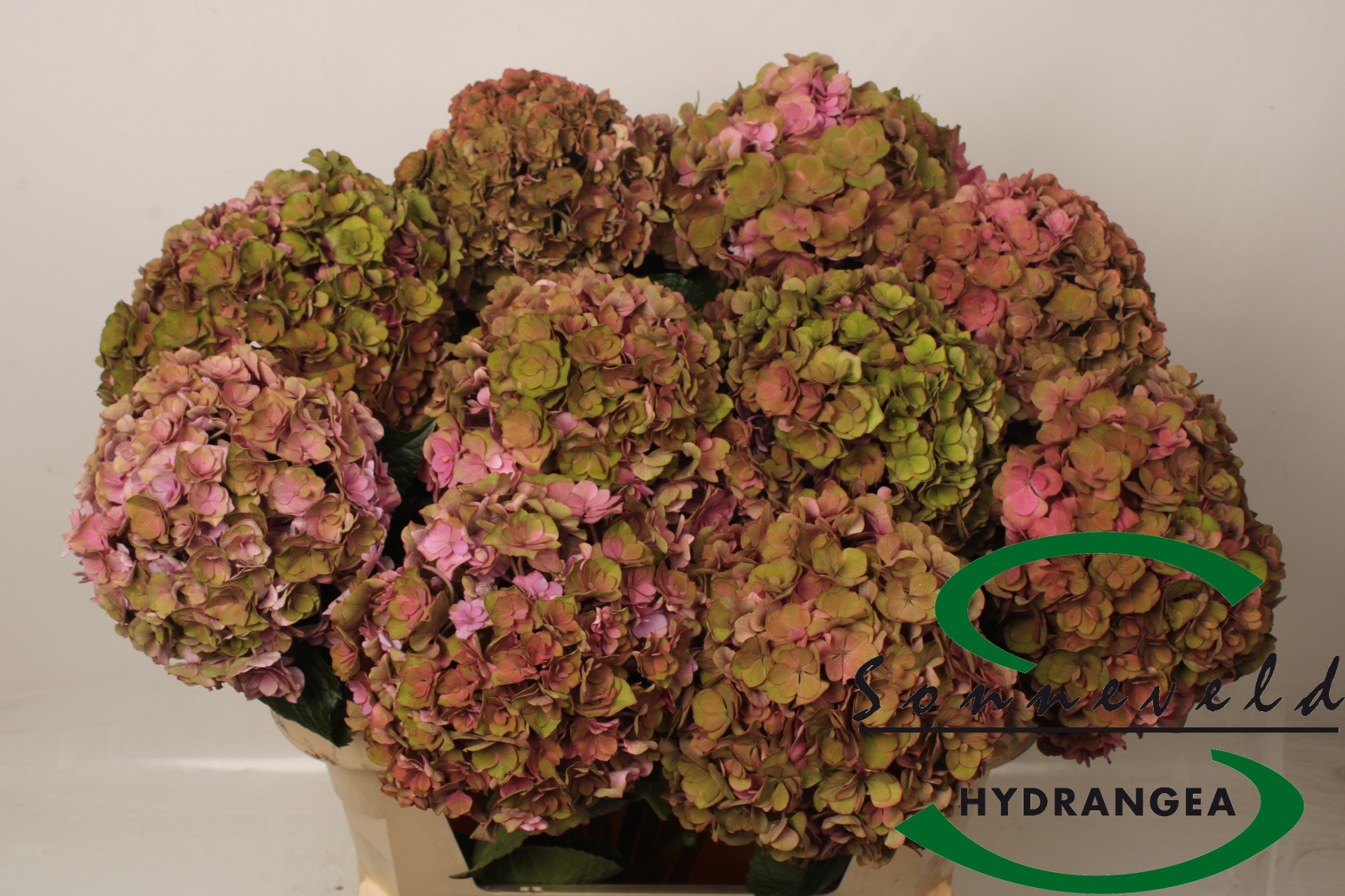 Hydrangea Royal Anastasia Classic 70cm 21Ø