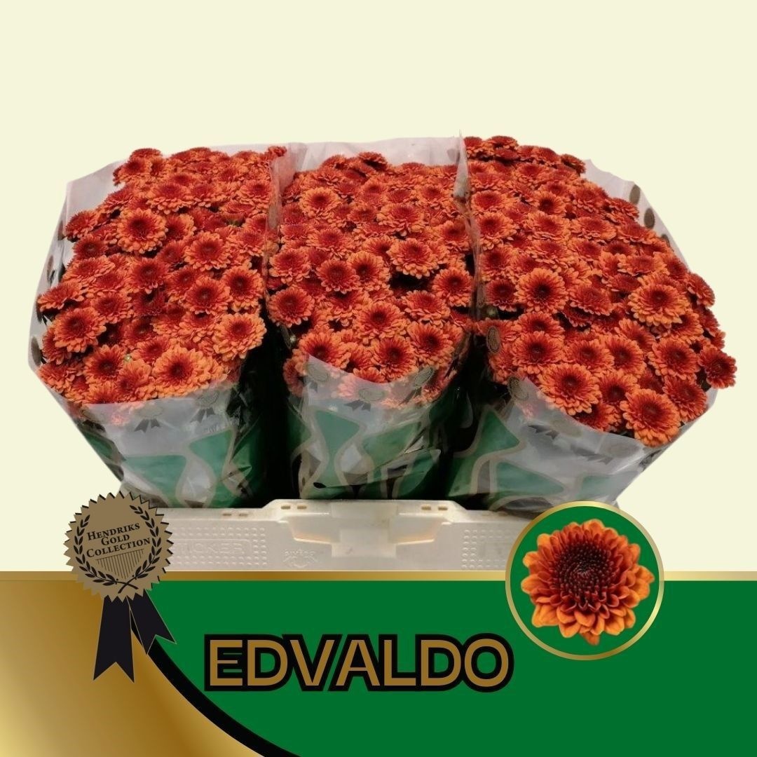 Chrys Santini Edvaldo 55cm 125Ø