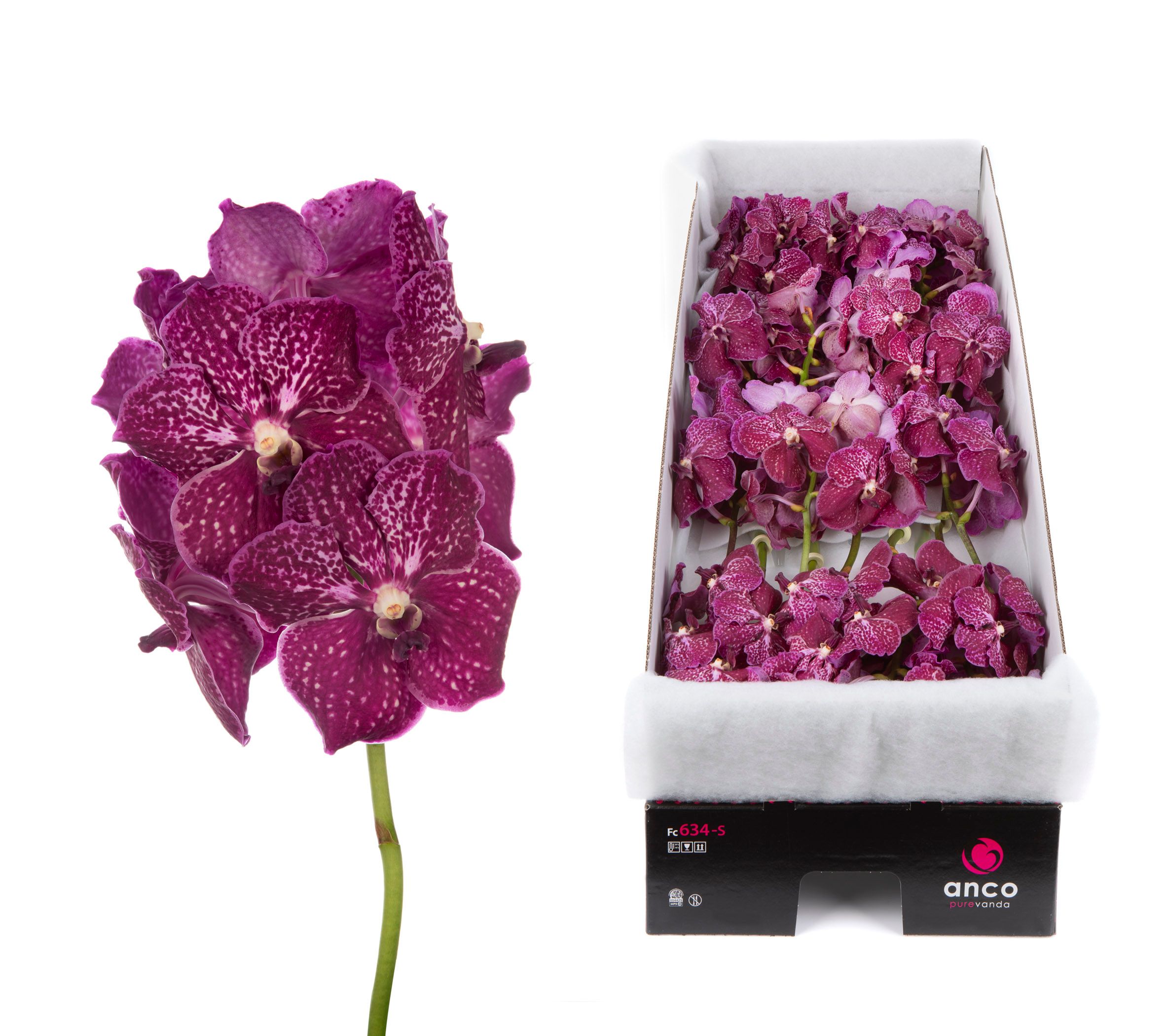 Vanda Ruby Love X16