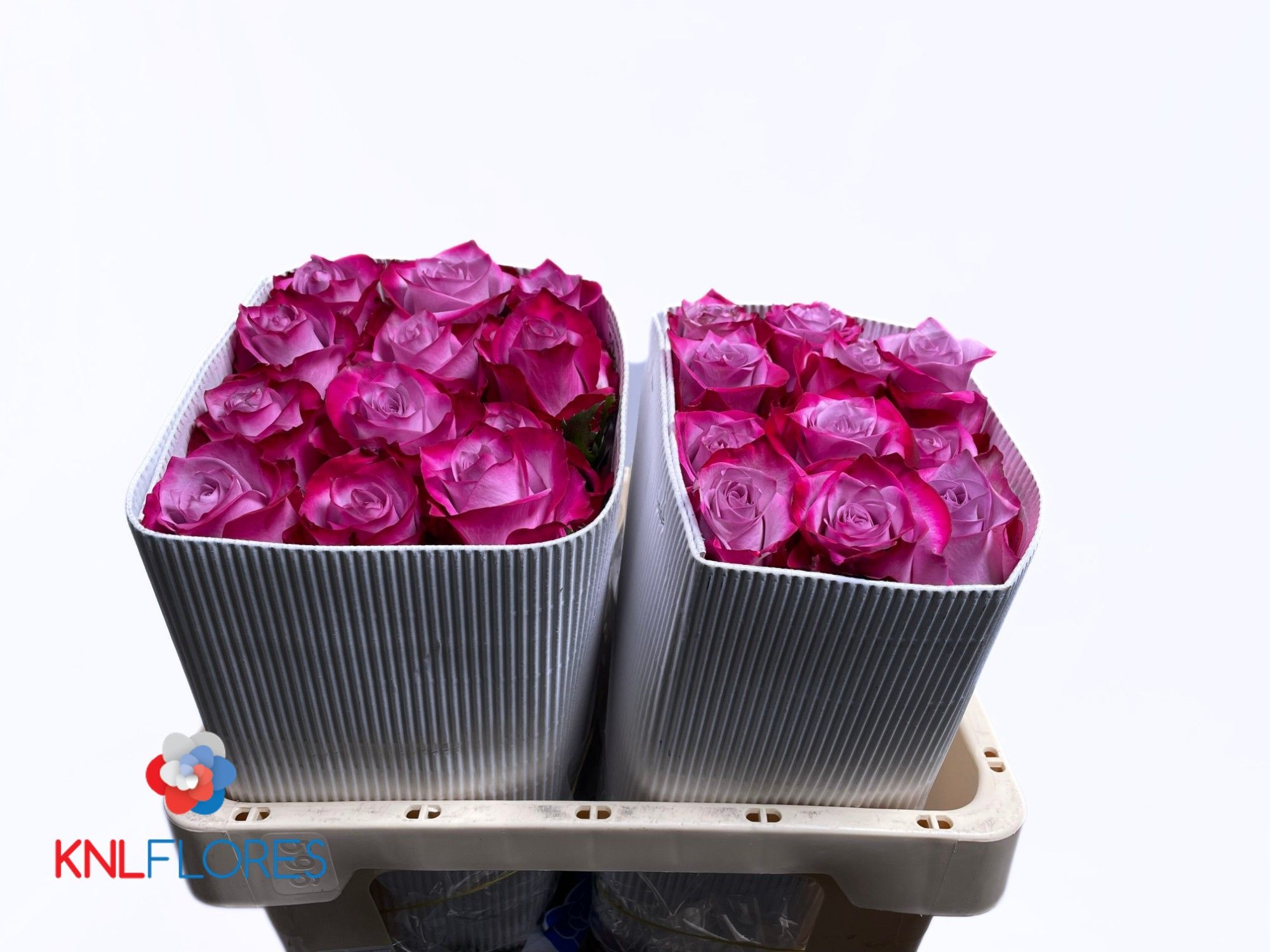Rosa Deep Purple 50cm