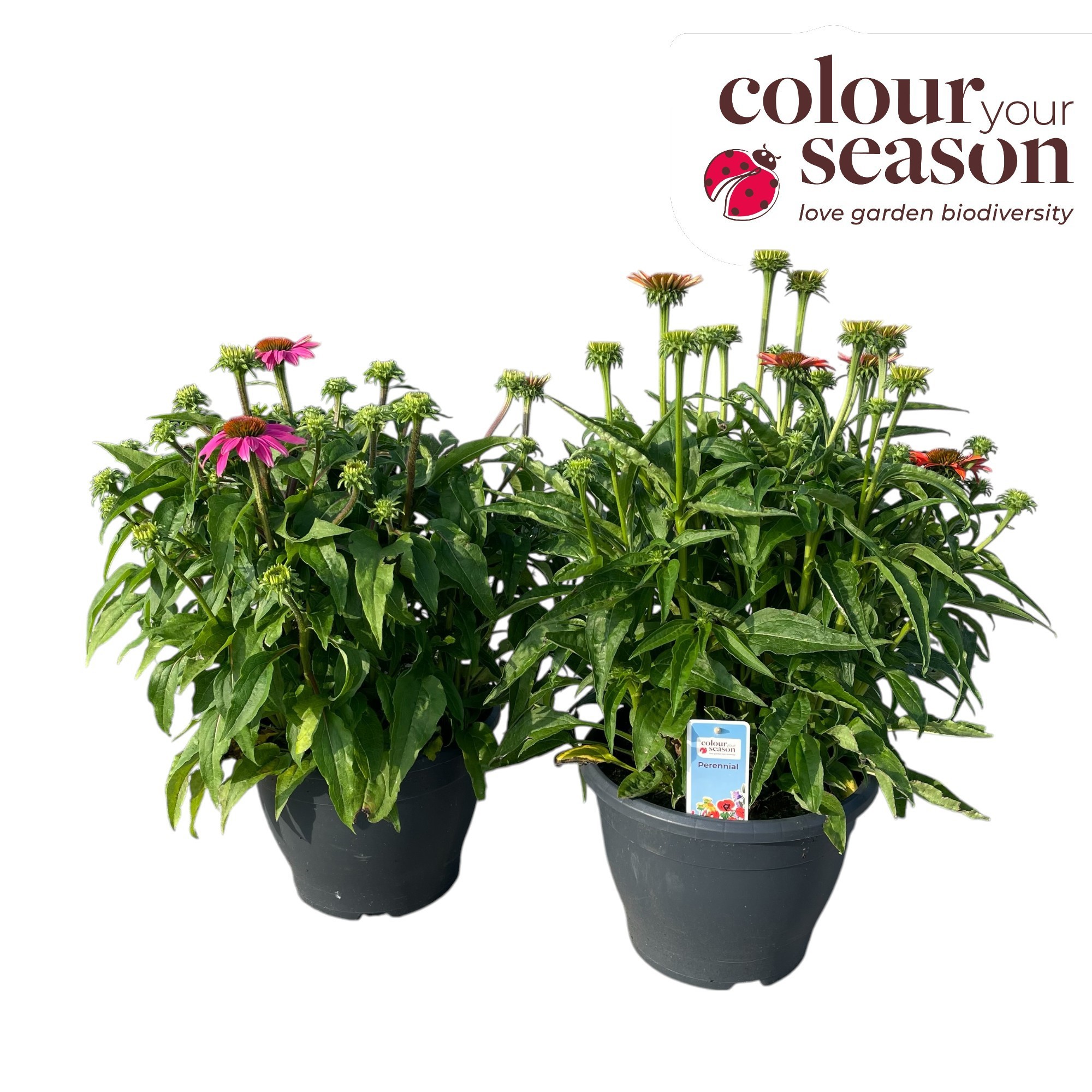 Echinacea Powwow Pink