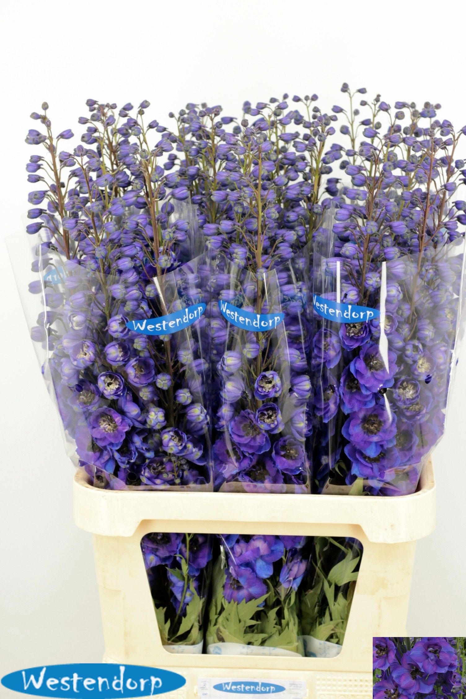 Delph El Ki Fl Blue 100cm