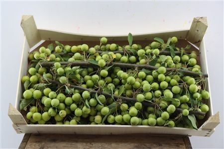 Malus Per Stem 20cm