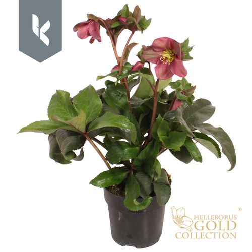 HGC Helleborus 'Ice N Roses Early Red p15 KH
