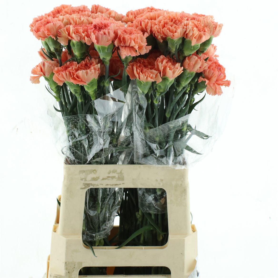Dianthus St Orange Magic 60cm