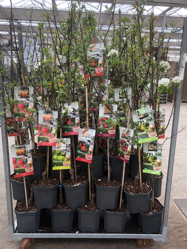 Picture of Mix CC lowstem Fruitbomen 29 x lowstem bomen