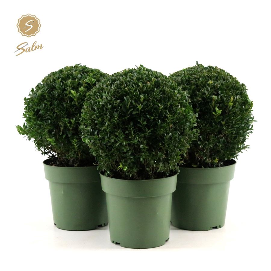 Picture of Buxus semp. Ball Ø25cm P21