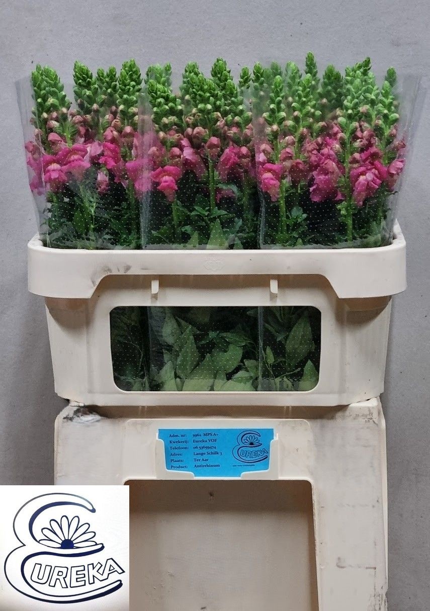 Antirrhinum Avignon Cool Pink 70cm