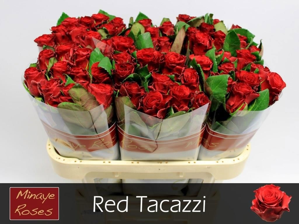 Rosa Red Tacazzi+ 70cm