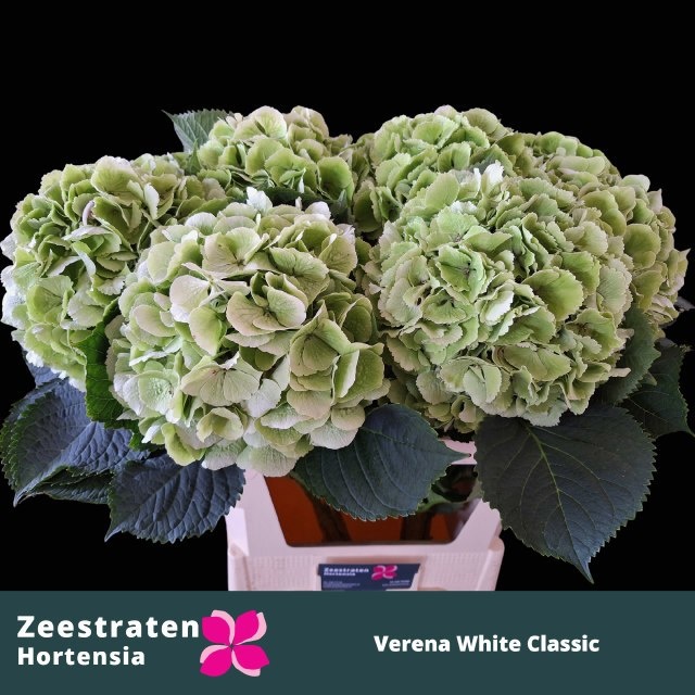Hydr M Whi Verena Cl