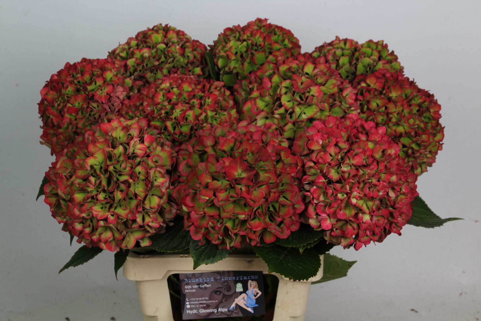 Hydrangea Glowing Alps Classic 70cm 18Ø