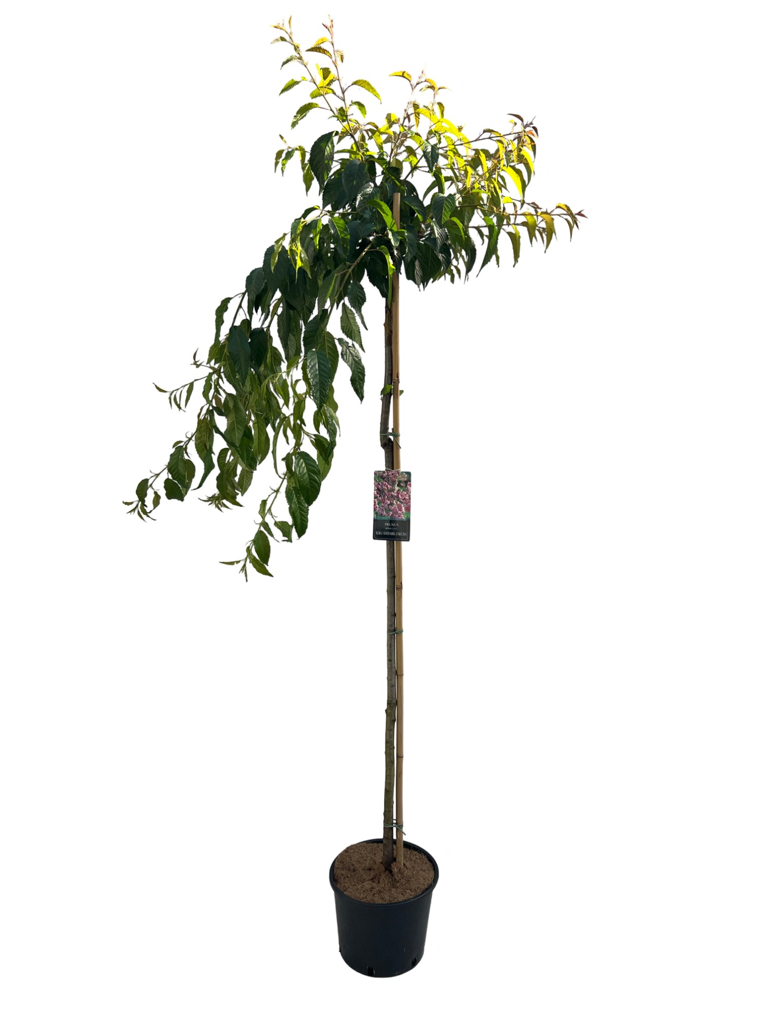 Picture of Prunus serr. 'Kiku-Shidare' Stam 150cm