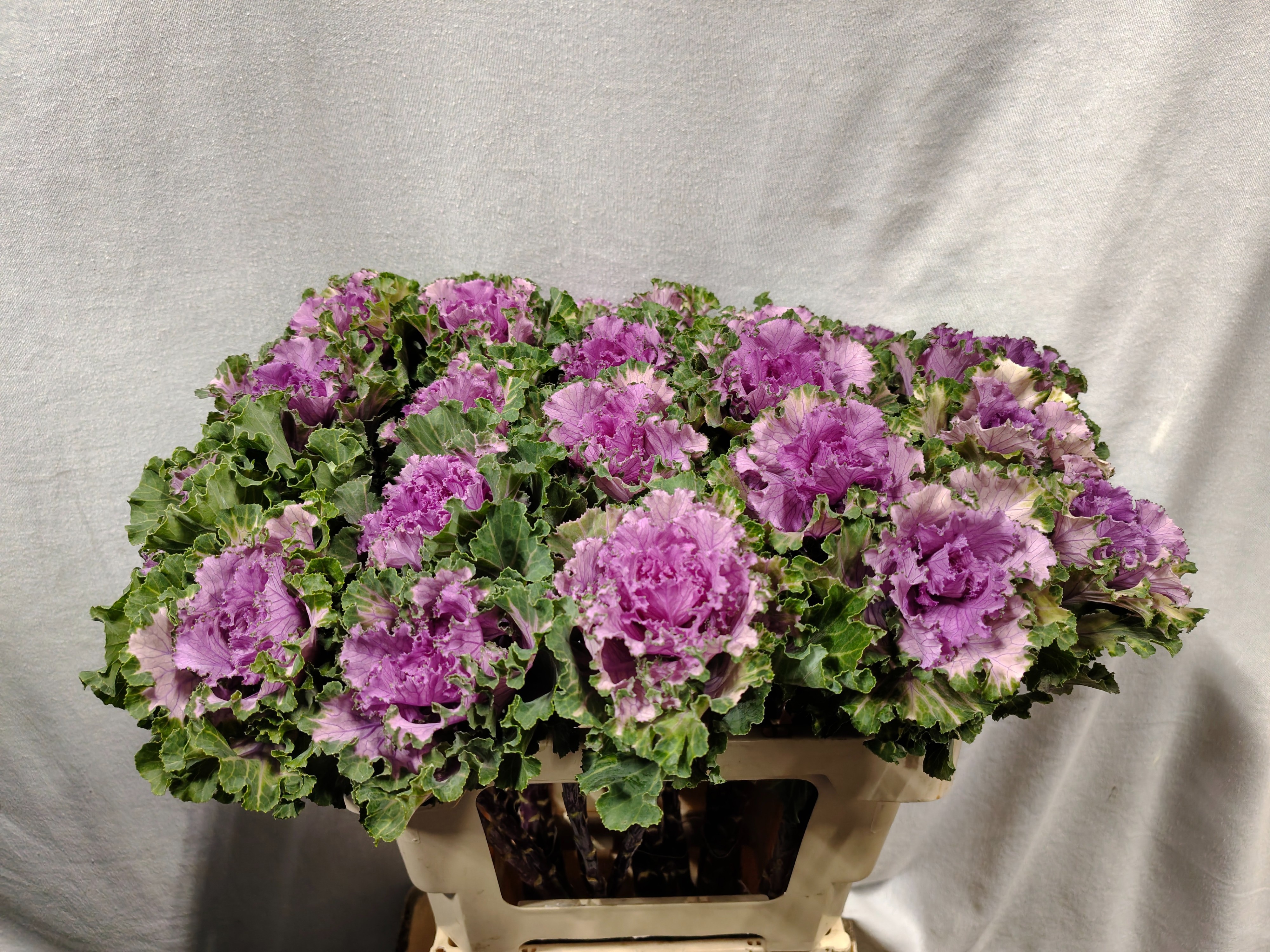 Brassica Bogdana 60cm