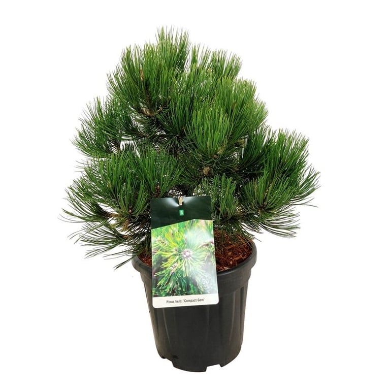 Pinus heldreichii 'Compact Gem'