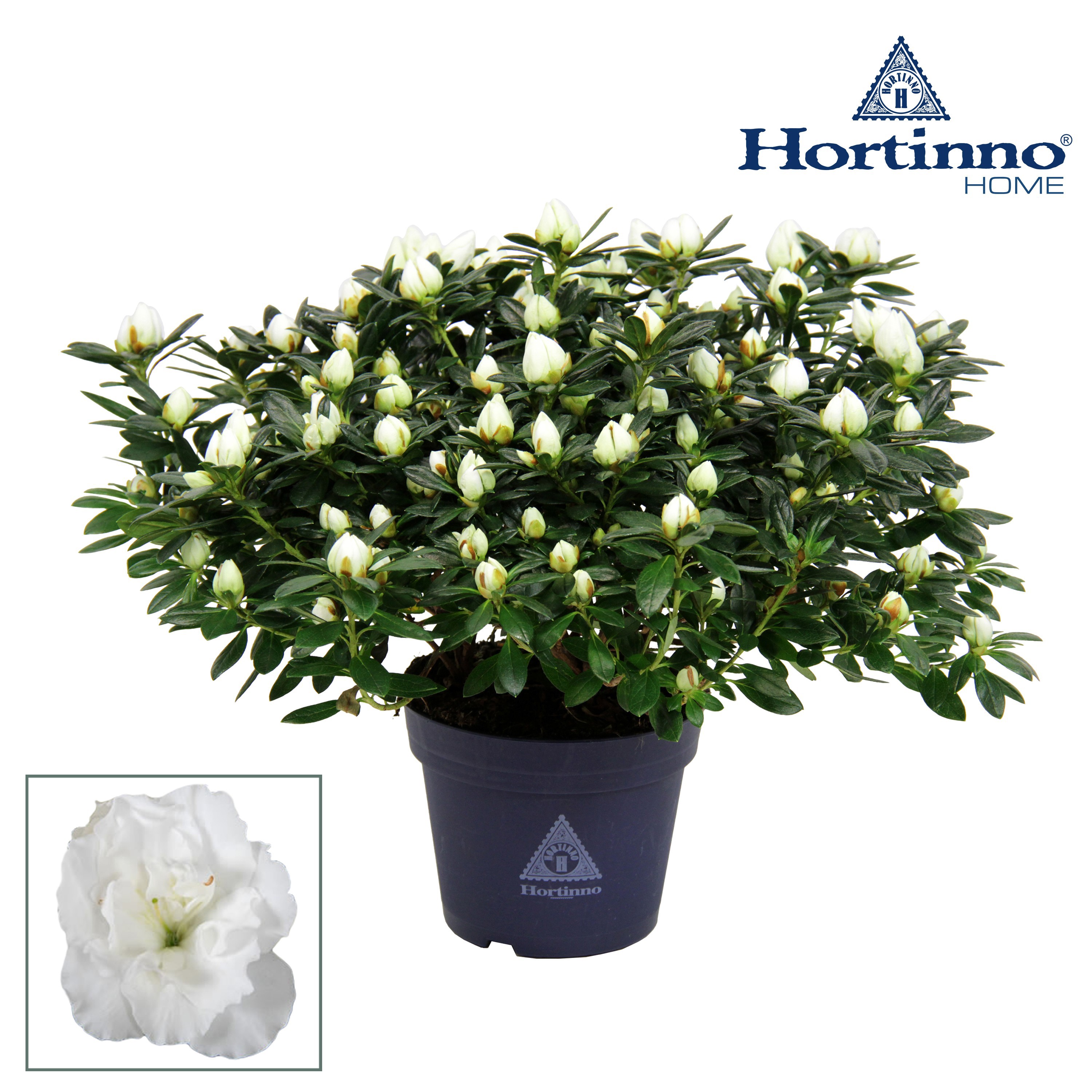 Rhododendron (Simsii) Hortinno Classic Belli Bush | Gardenline