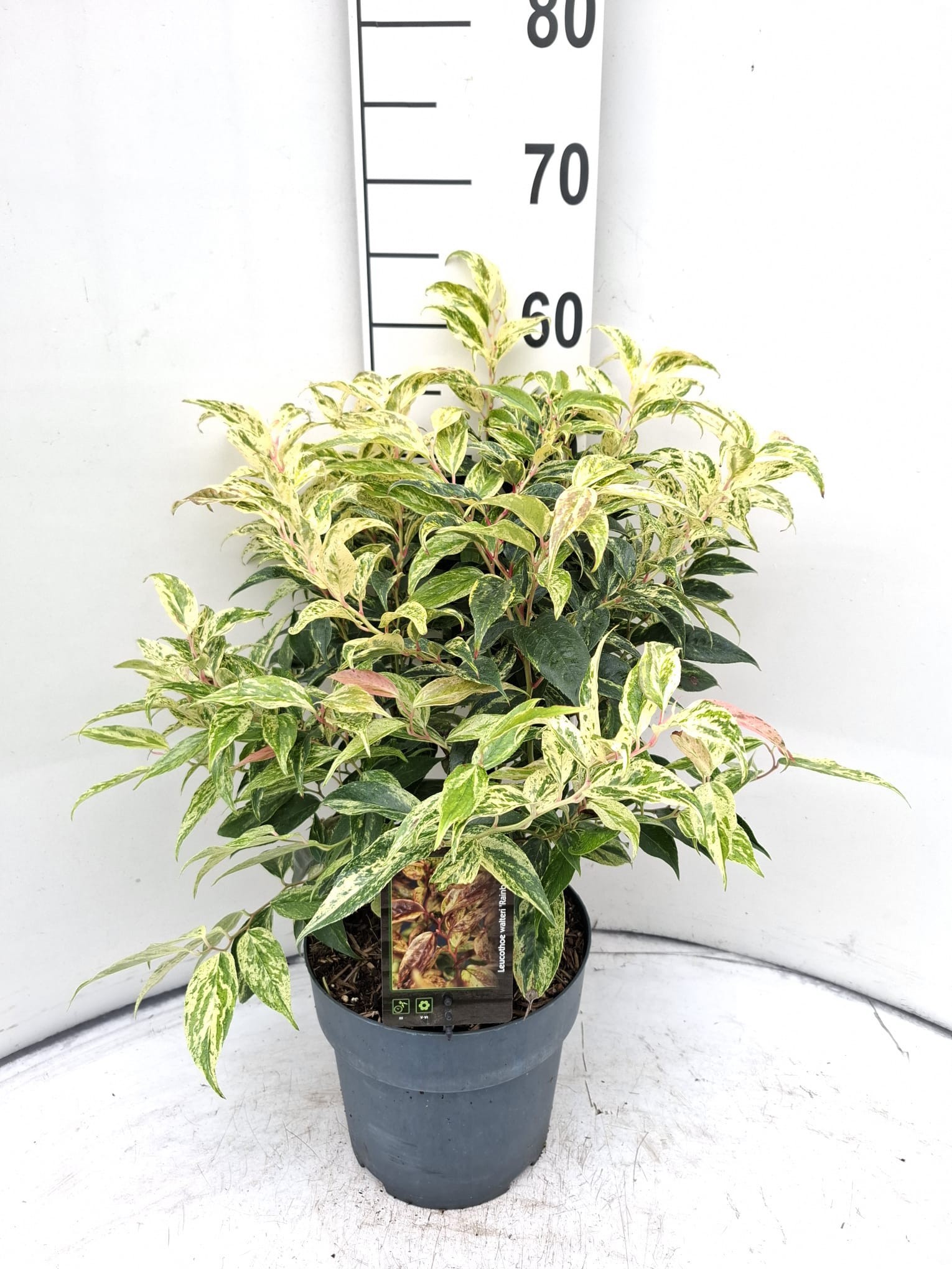 Leucothoe fontanesiana 'Rainbow'