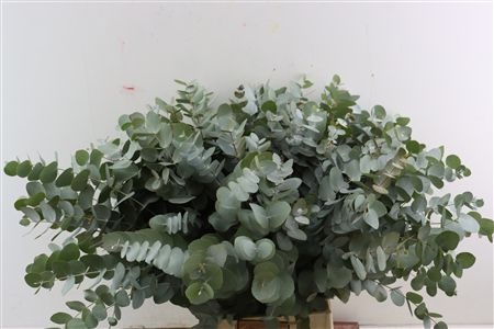 Euca Cinerea 65L.cm