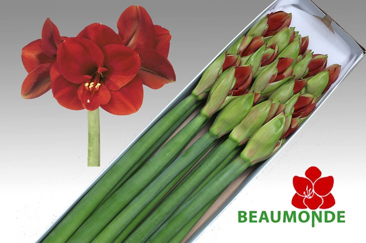 Hippeastrum Ferrari 4bl