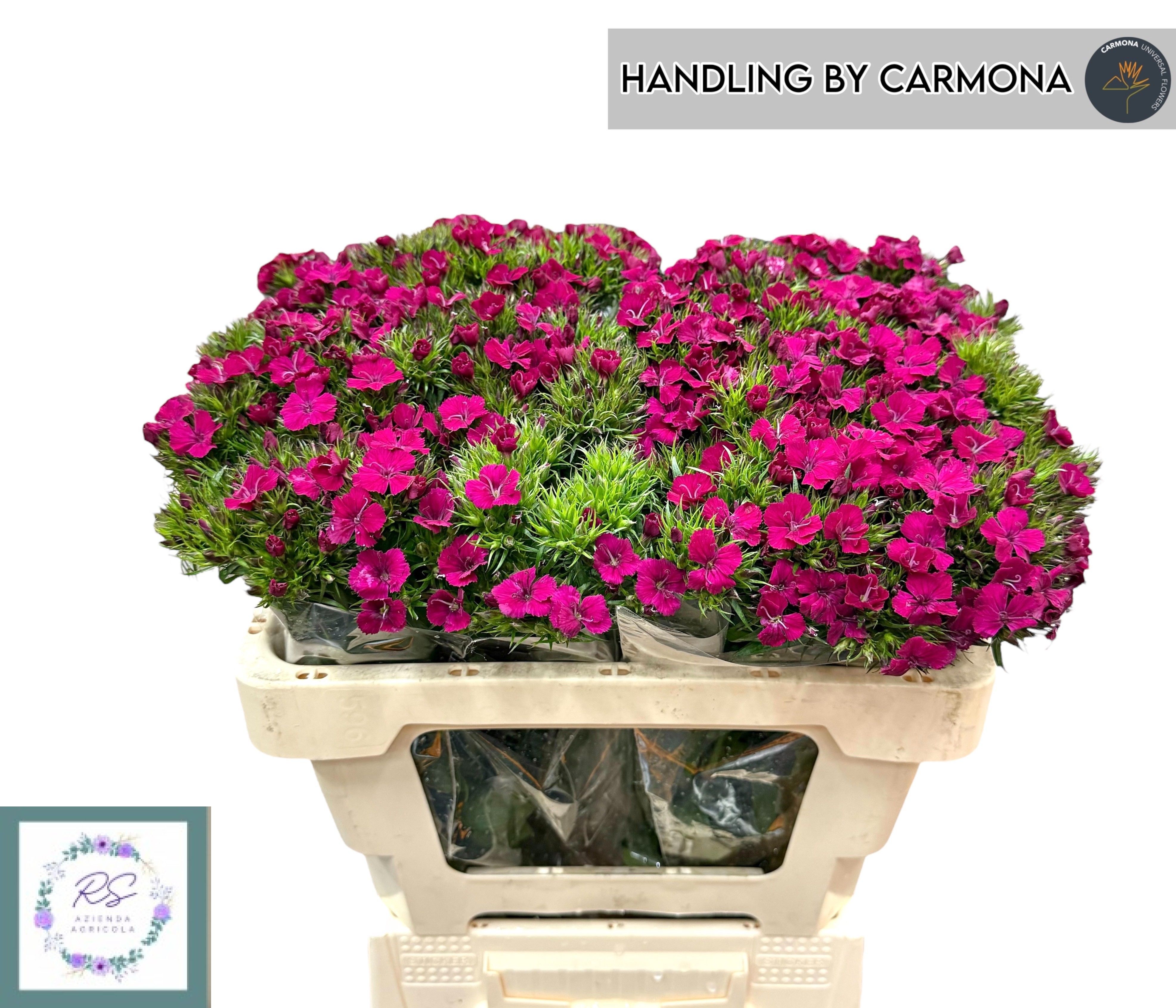 Dianthus Barb Neon Cherry 50cm
