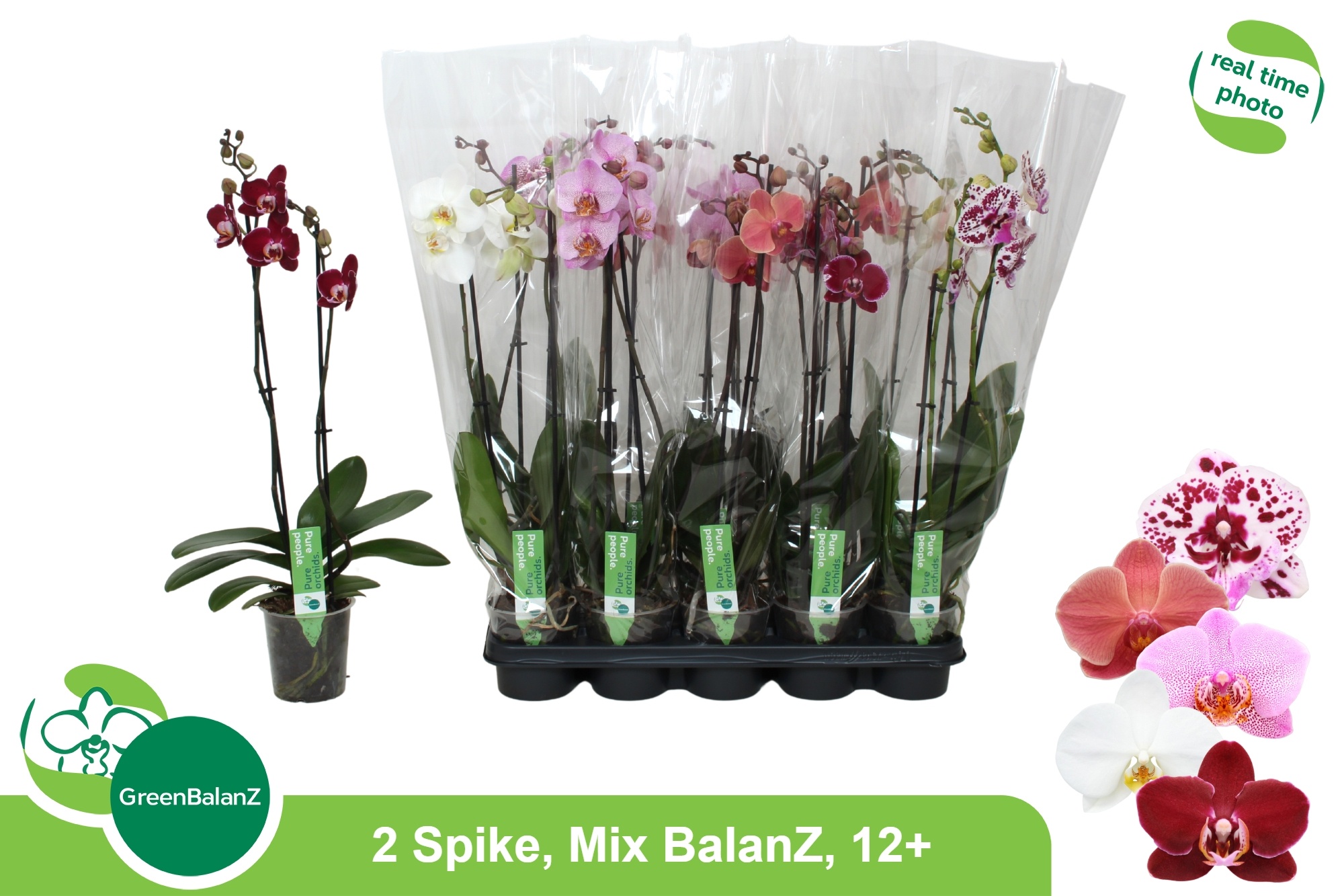 Phal Gem 12P 65H 2TAK 12bloem 23bloei