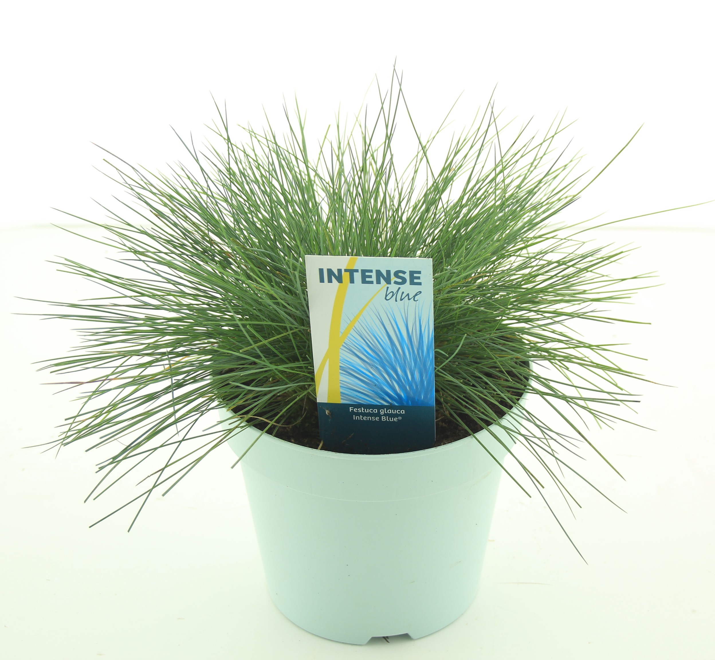 Picture of Festuca glauca Intense Blue®