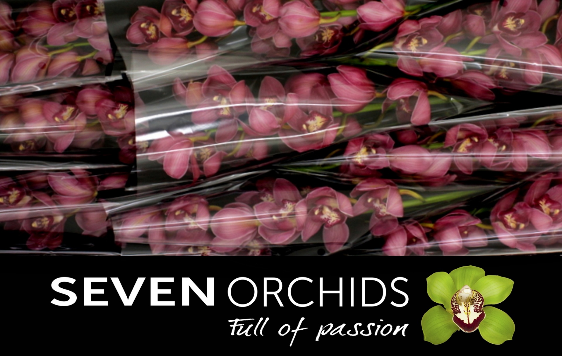 Cymbidium Red Dream 8/11bl