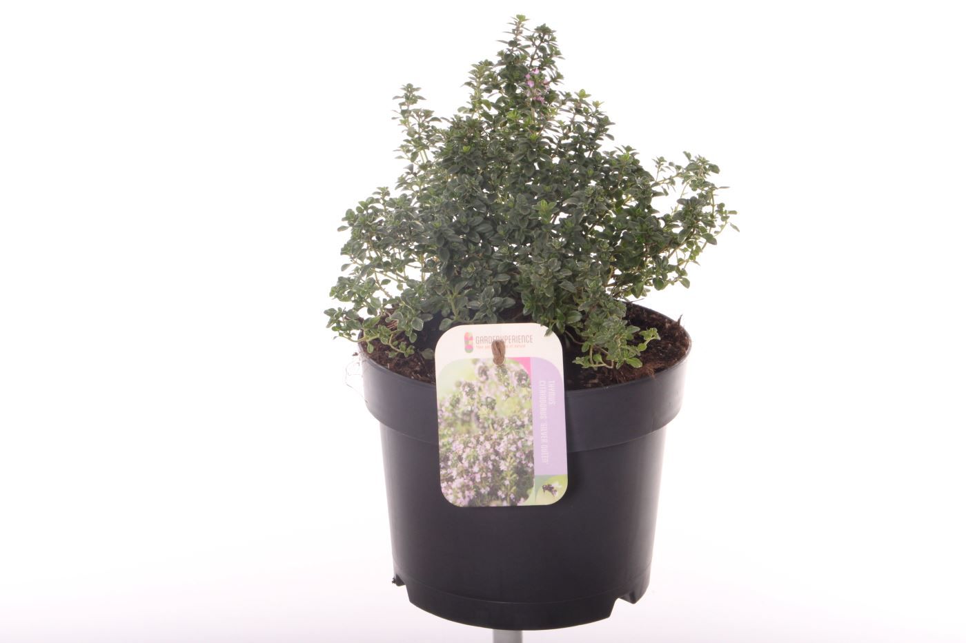 Thymus citriodorus 'Silver Queen'