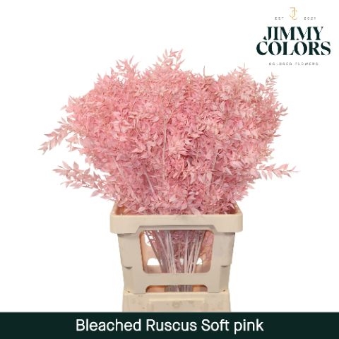 Ruscus Bleached Italy L70 Soft Pink