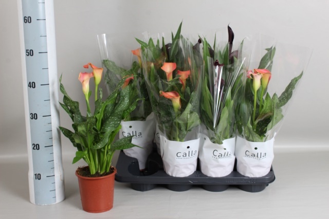 Zant Gem 13Ø 45cm