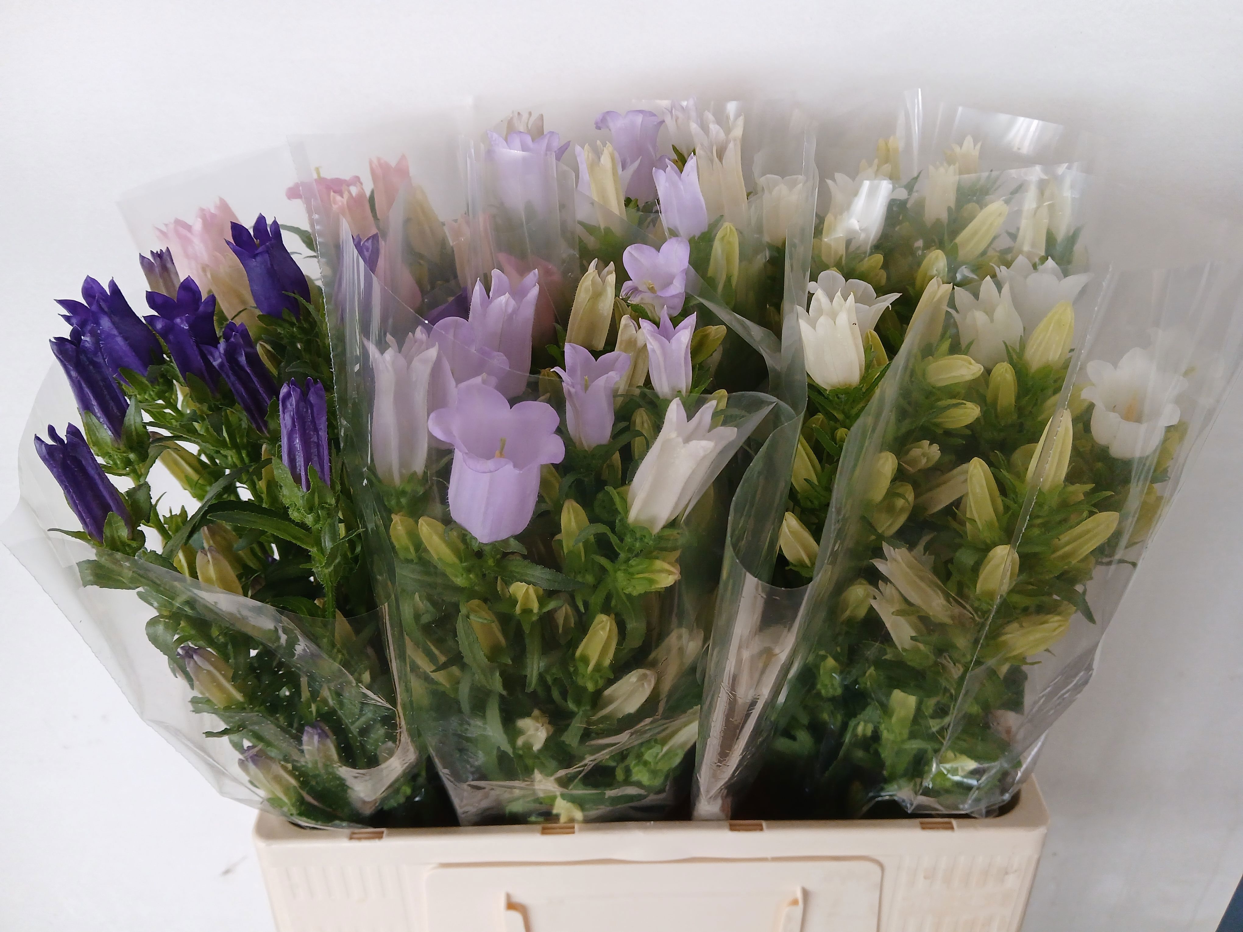 Campanula Medium Asst 60cm